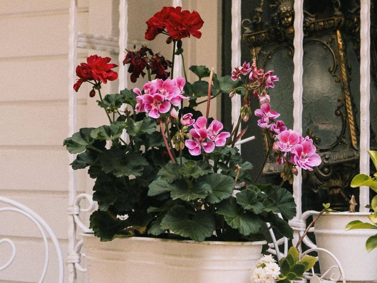 ilustrasi geranium