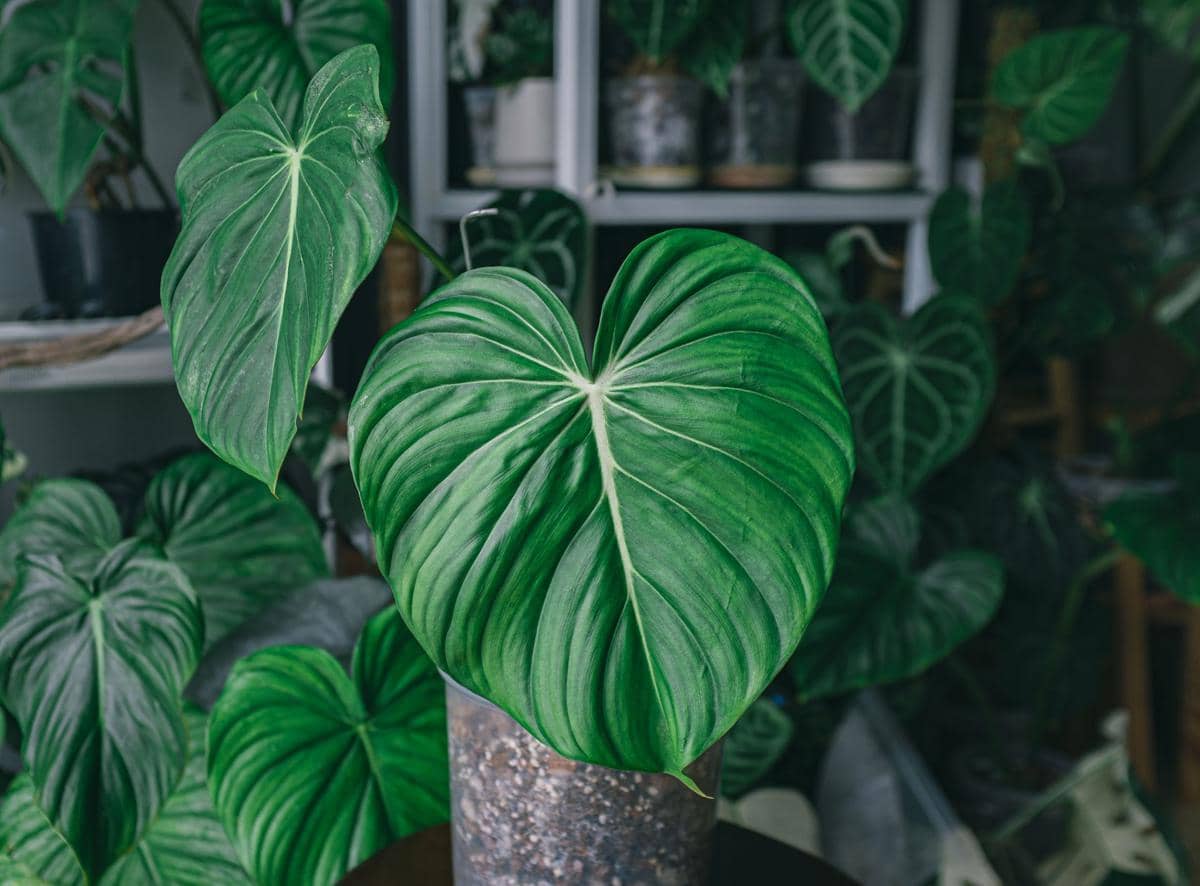 philodendron