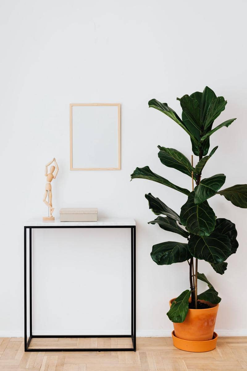 fiddle leaf fig