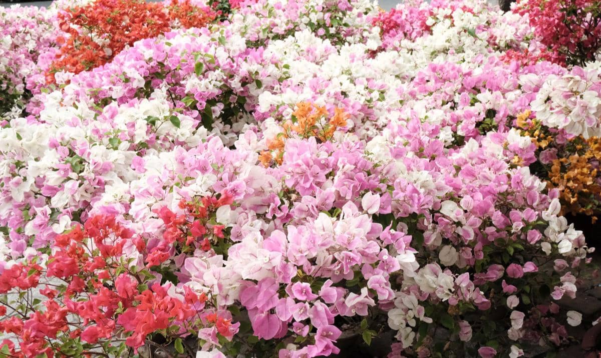 ilustrasi bougainvillea