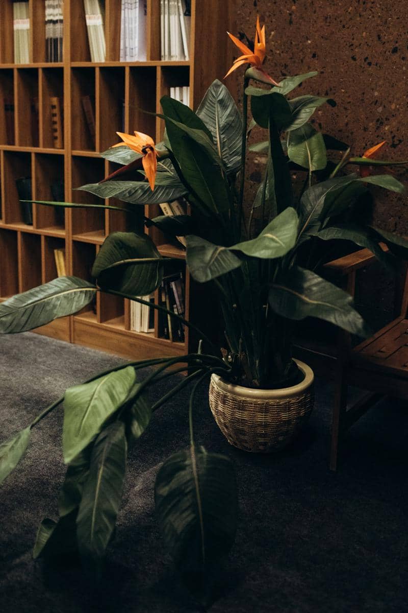 bird of paradise plants