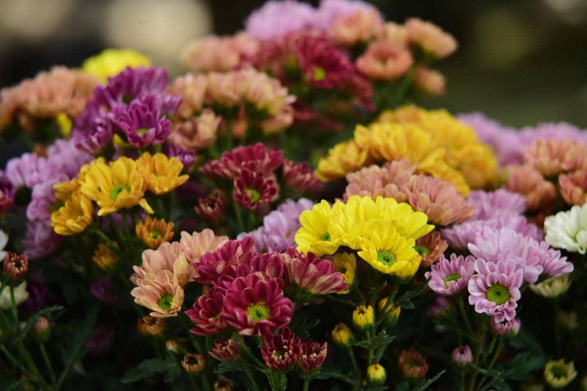 5 Tanaman Hias dengan Bunga Warna-Warni yang Terlihat Semarak