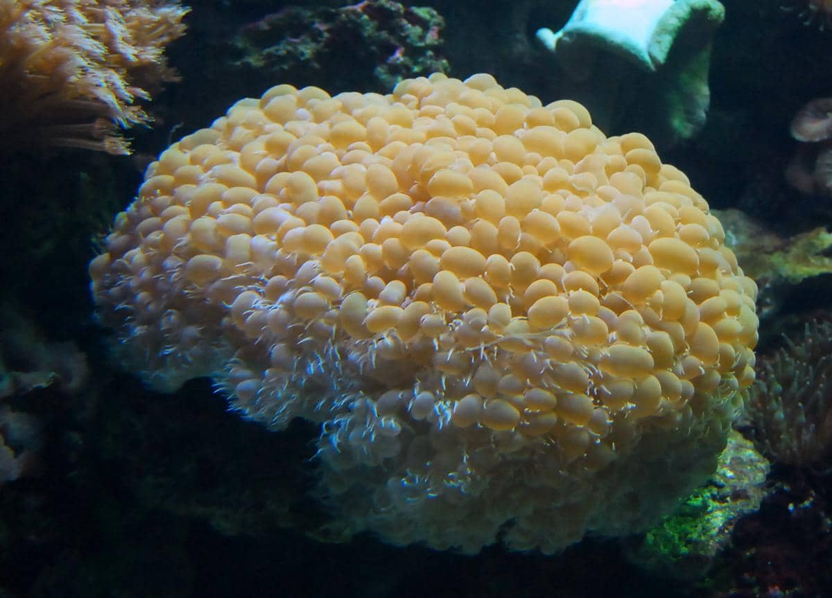 bubble coral hidup berdampingan dengan alga zooxanthellae yang membantu menyediakan energi