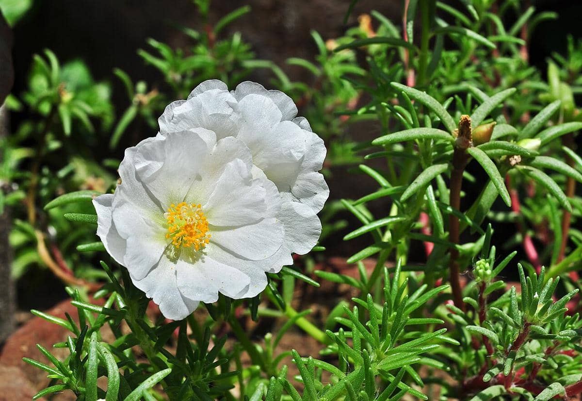 ilustrasi portulaca