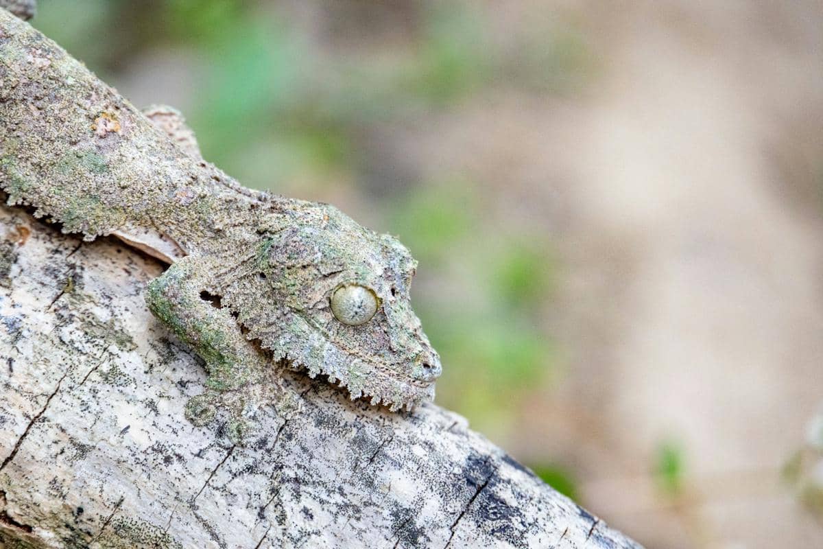 5 Fakta Mossy Leaf Tailed Gecko, Kamuflasenya seperti Kulit Pohon
