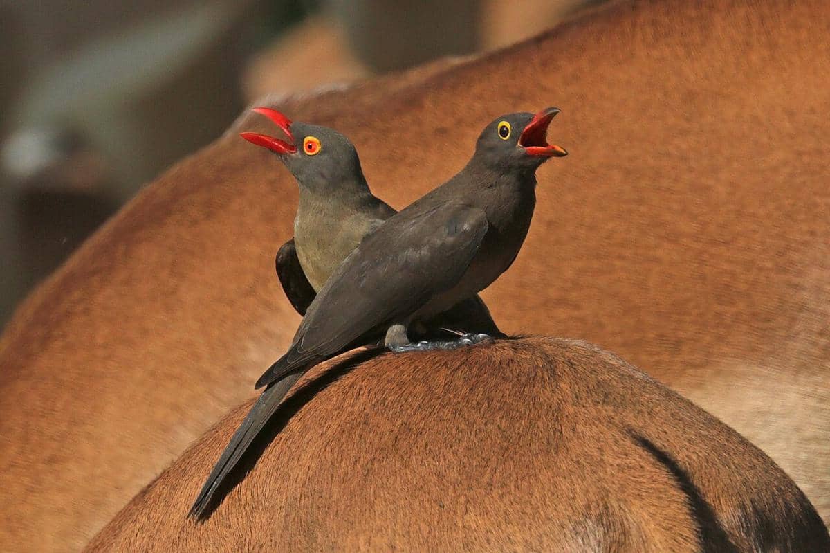 Oxpecker