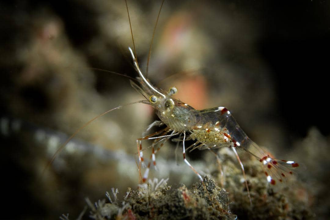 Udang pembersih