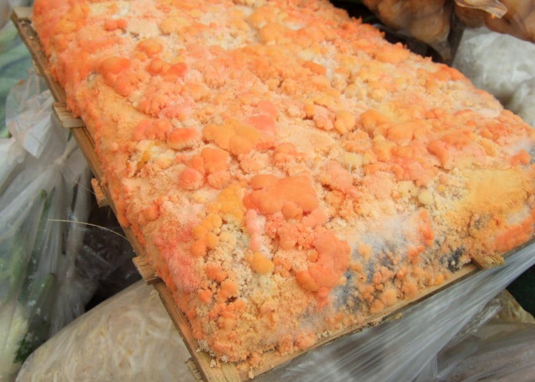 Oncom berwarna oranye sedang difermentasi di atas wadah bambu, menampilkan tekstur jamur khas hasil proses fermentasi tradisional.