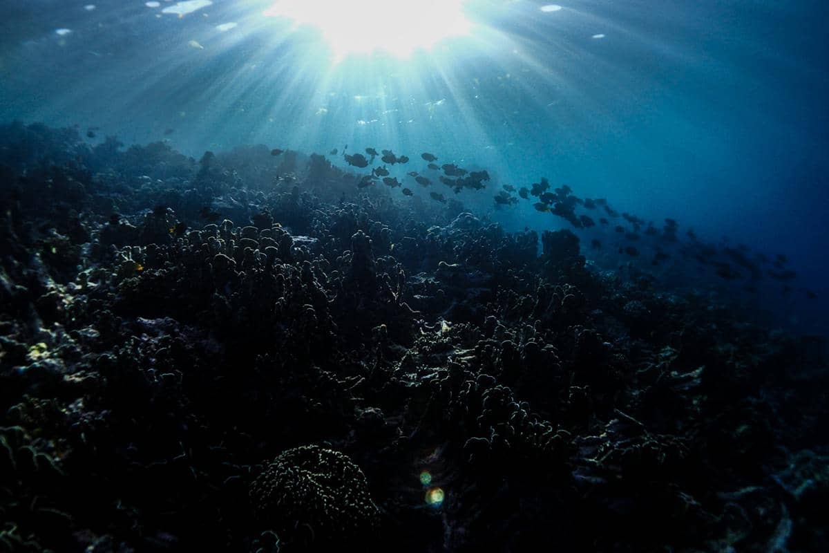 ilustrasi bawah laut Wakatobi 