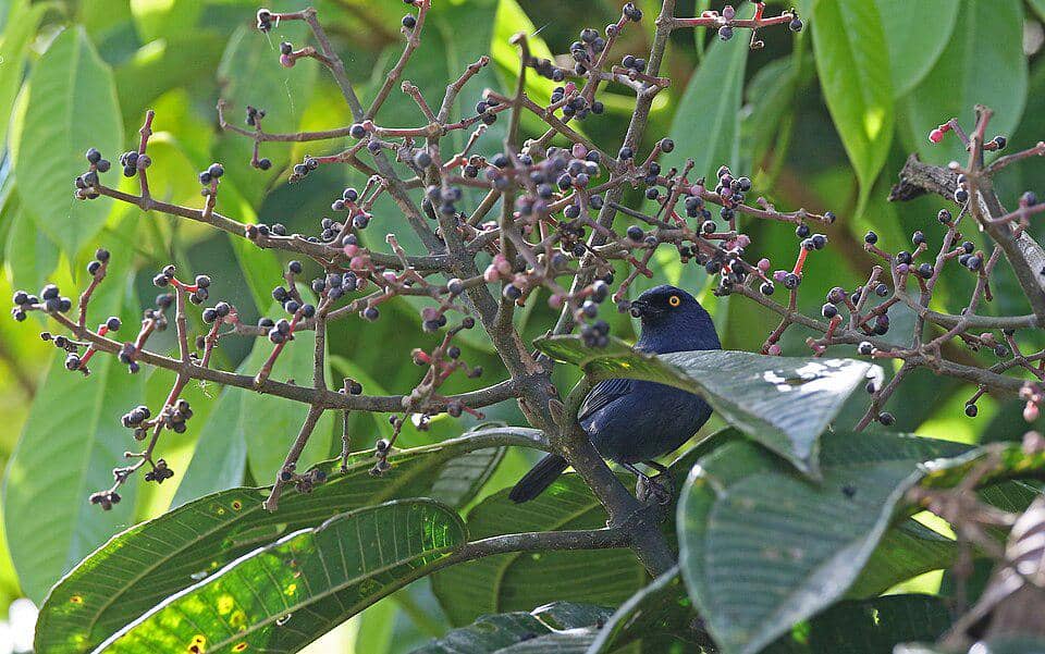 Burung deep-blue flowerpiercer makan beri-berian.
