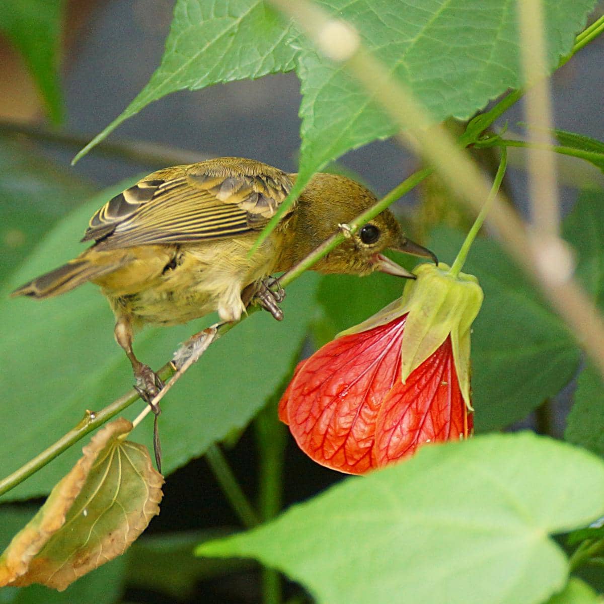 Burung rusty flowerpiercer betina mengakses nektar.
