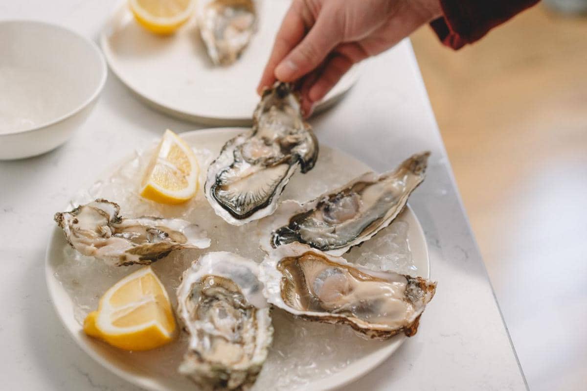 ilustrasi tiram, oysters, seafood