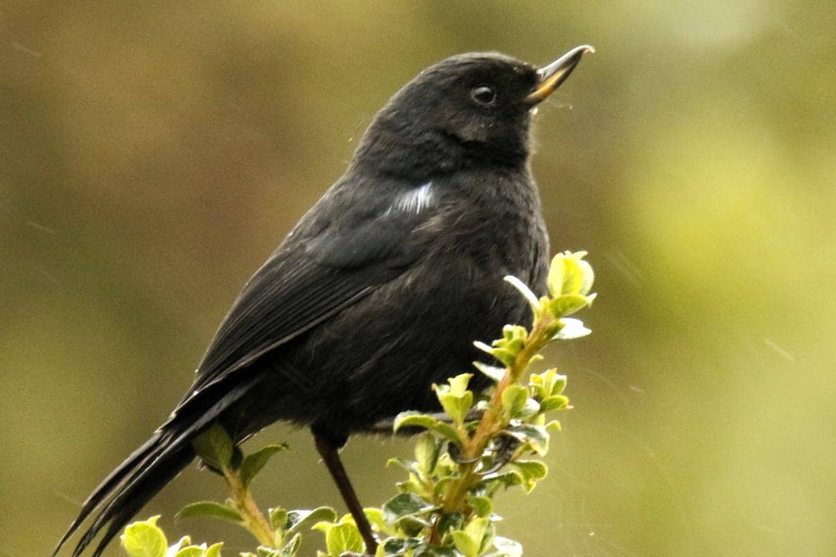 7 Fakta Unik Burung Flowerpiercer, Perampok Nektar Berparuh Aneh
