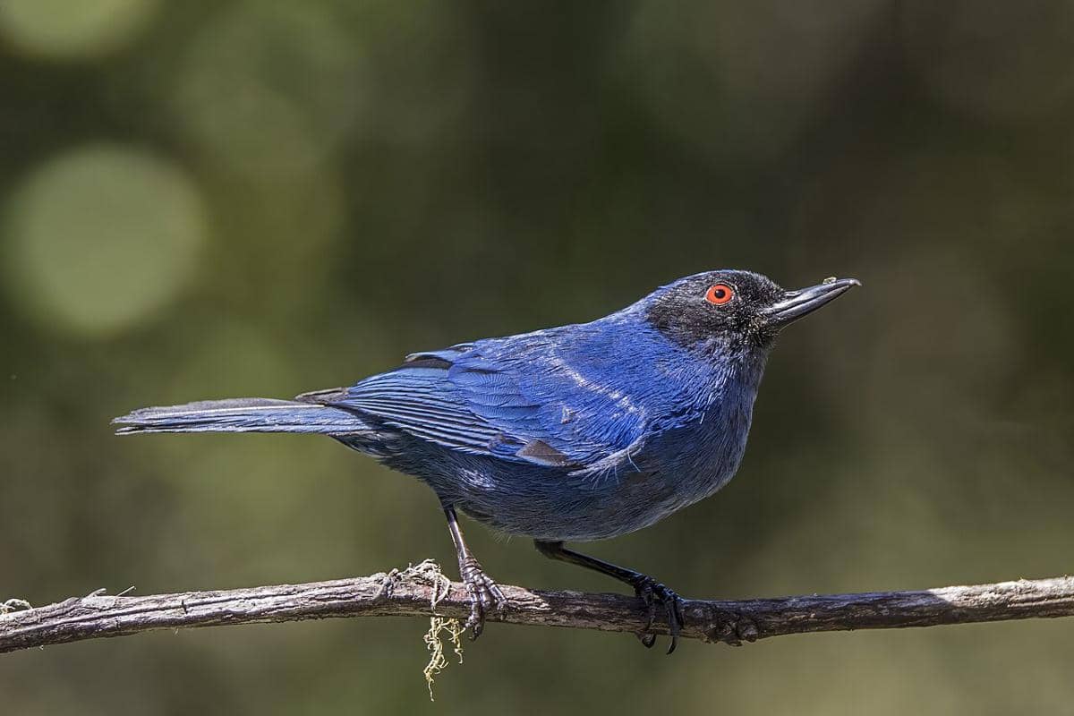Burung masked flowerpiercer bertengger di pohon.