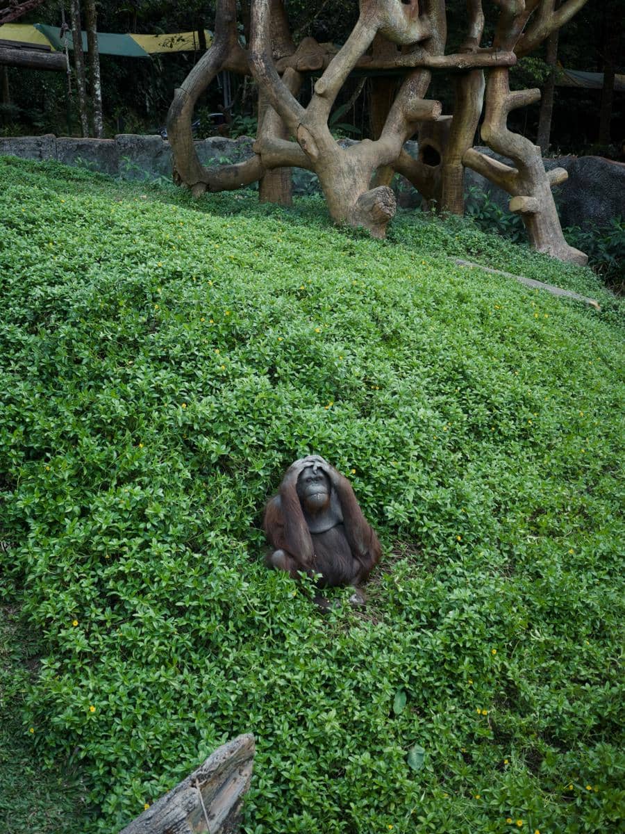 Na Daehoon ajak Trio Na ke Taman Safari Bogor