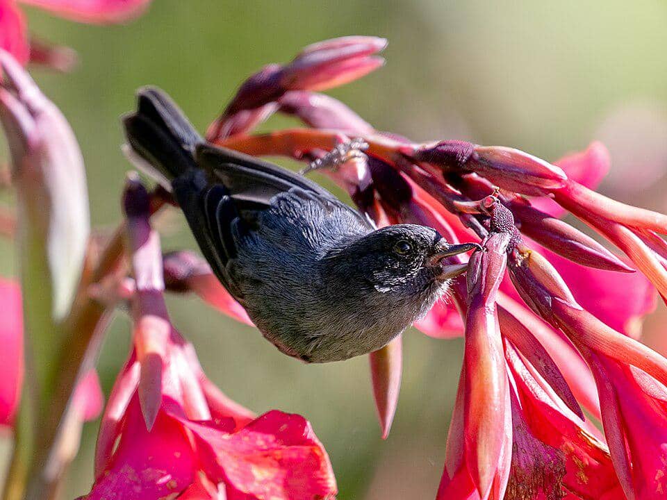 Burung slaty flowerpiercer menusuk pangkal bunga untuk dapatkan nektar.
