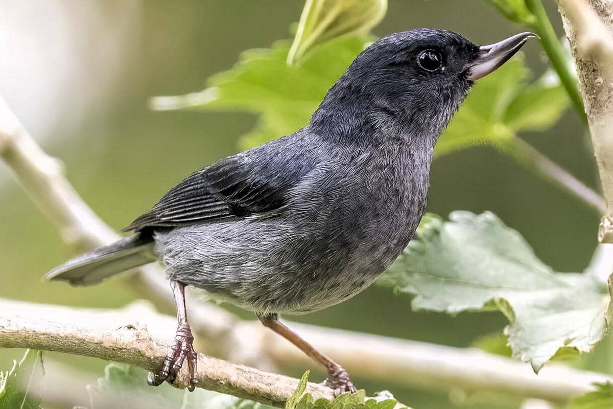 Burung slaty flowerpiercer bertengger di pohon.