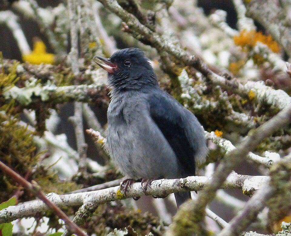 Burung slaty flowerpiercer bertengger di pohon.