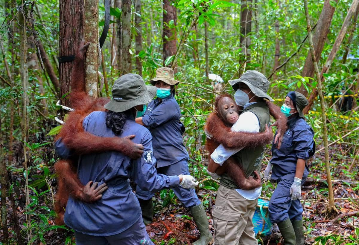 Kemenhut Siapkan Kawasan Preservasi Orangutan 87 Ribu HA di Kaltim