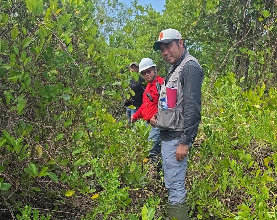Rehabilitasi DAS, PT DPM Tanam 198 Ribu Pohon Mangrove