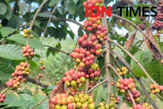 Mengenal Kopi Asli Magetan, Warisan Kolonial Belanda yang Masih Bertahan