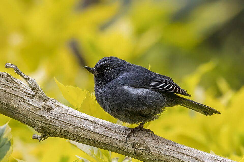 Burung white-sided flowerpiercer bertengger di pohon.