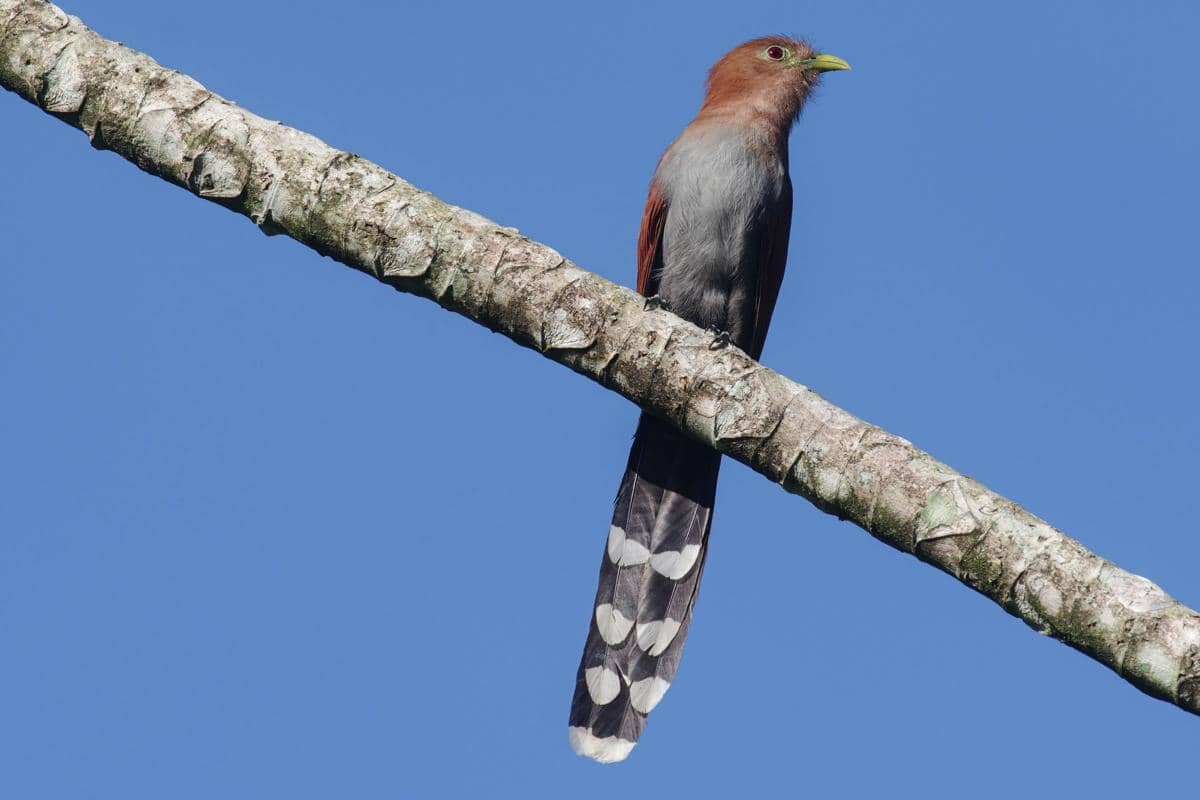 Squirrel cuckoo