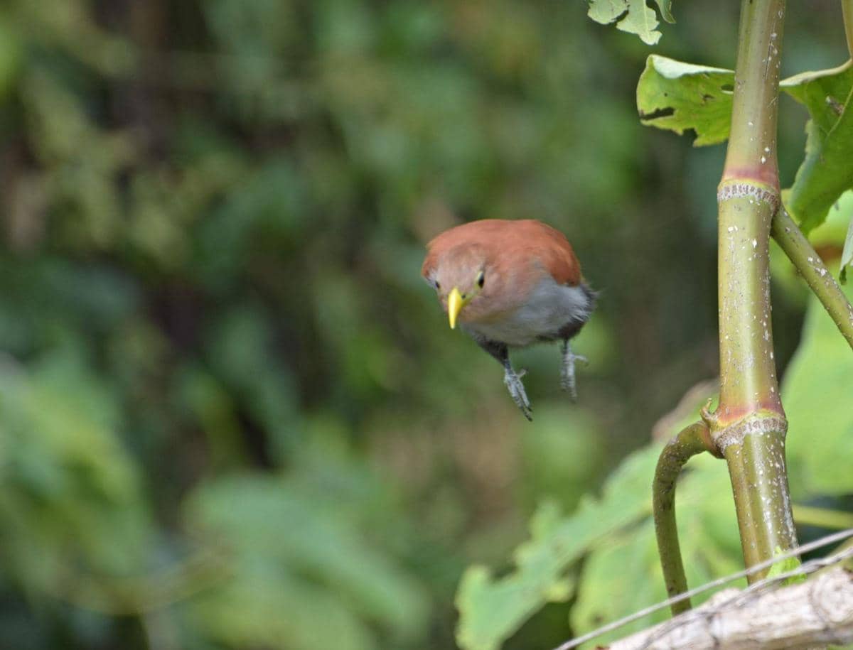 Squirrel cuckoo