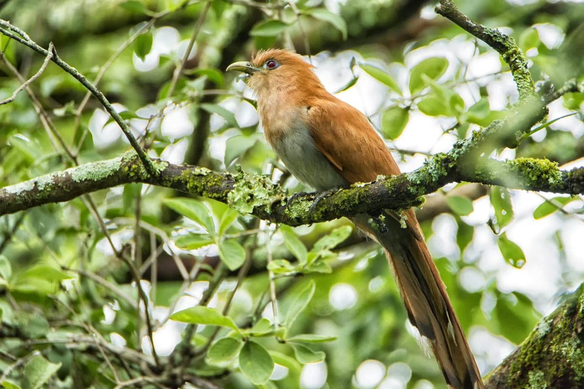 5 Fakta Squirrel Cuckoo, Burung yang Tingkahnya Lebih Mirip Tupai