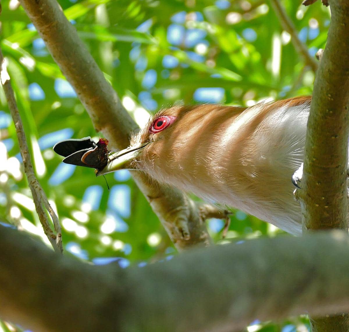 Squirrel cuckoo