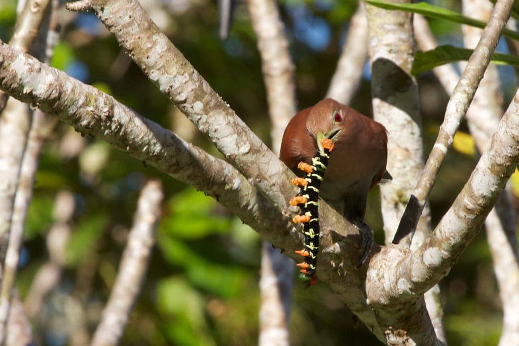 Squirrel cuckoo