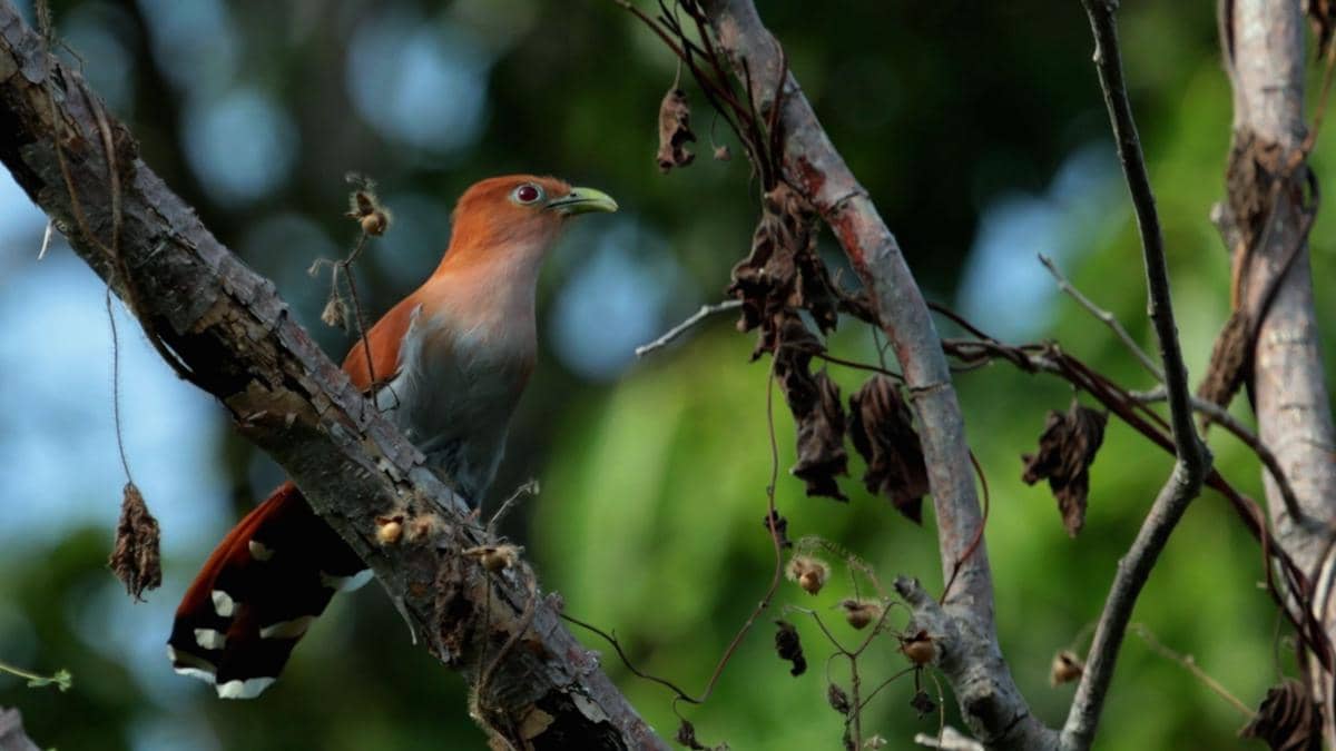 Mexican squirrel cuckoo