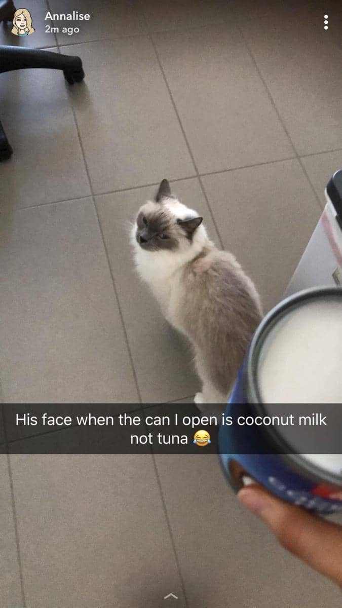 meme kucing tentang pengkhianatan