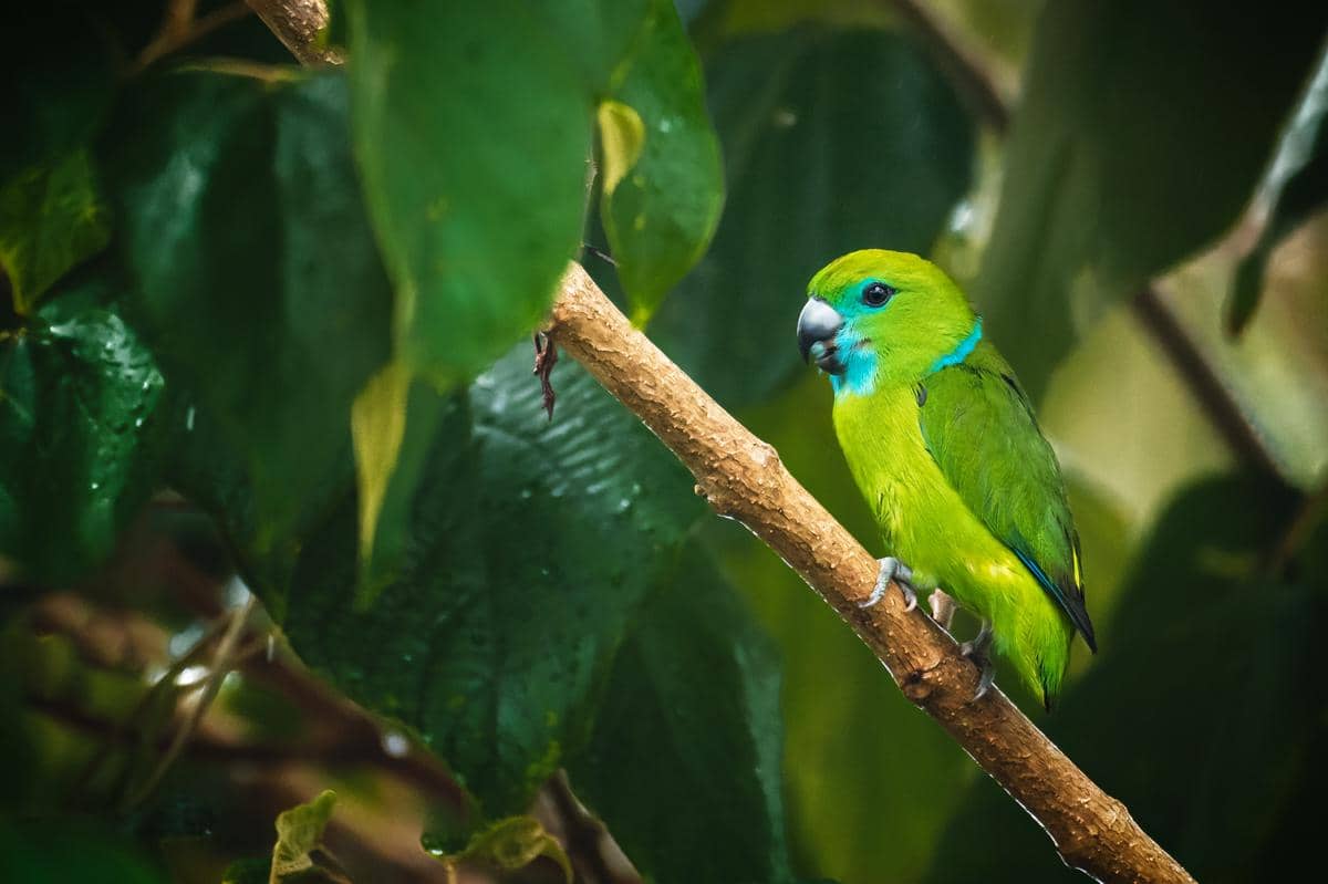 5 Fakta Guaiabero, Burung Endemik Filipina yang Gemar Makan Jambu Biji