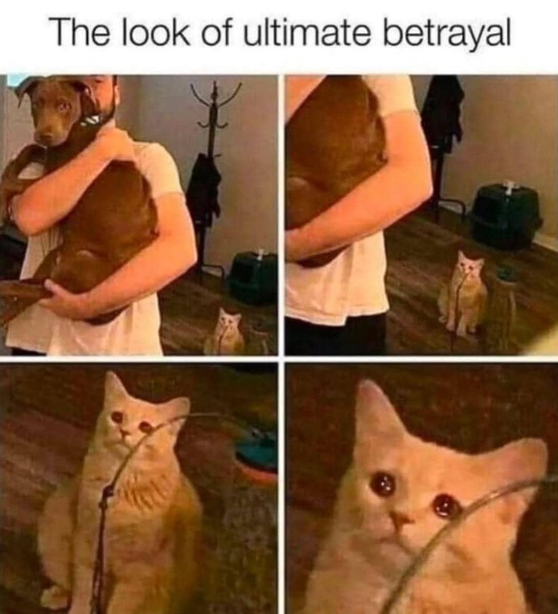 meme kucing tentang pengkhianatan