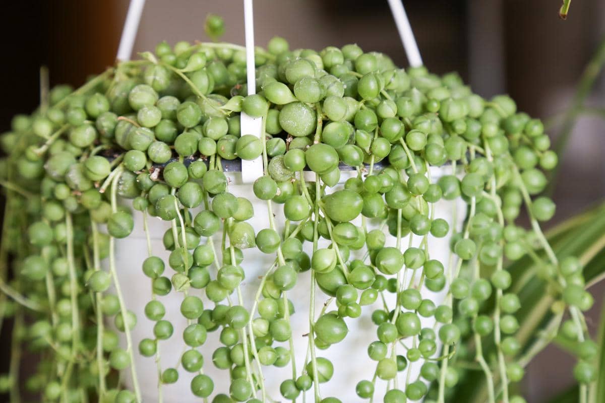 5 Fakta String of Pearls, Sukulen Berdaun Bulat Asal Afrika Selatan