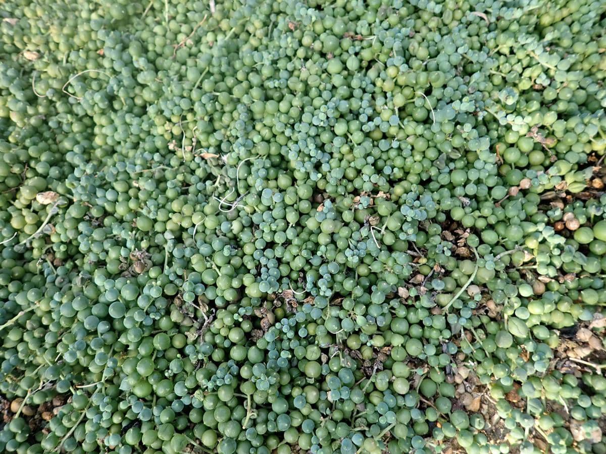 string of pearls