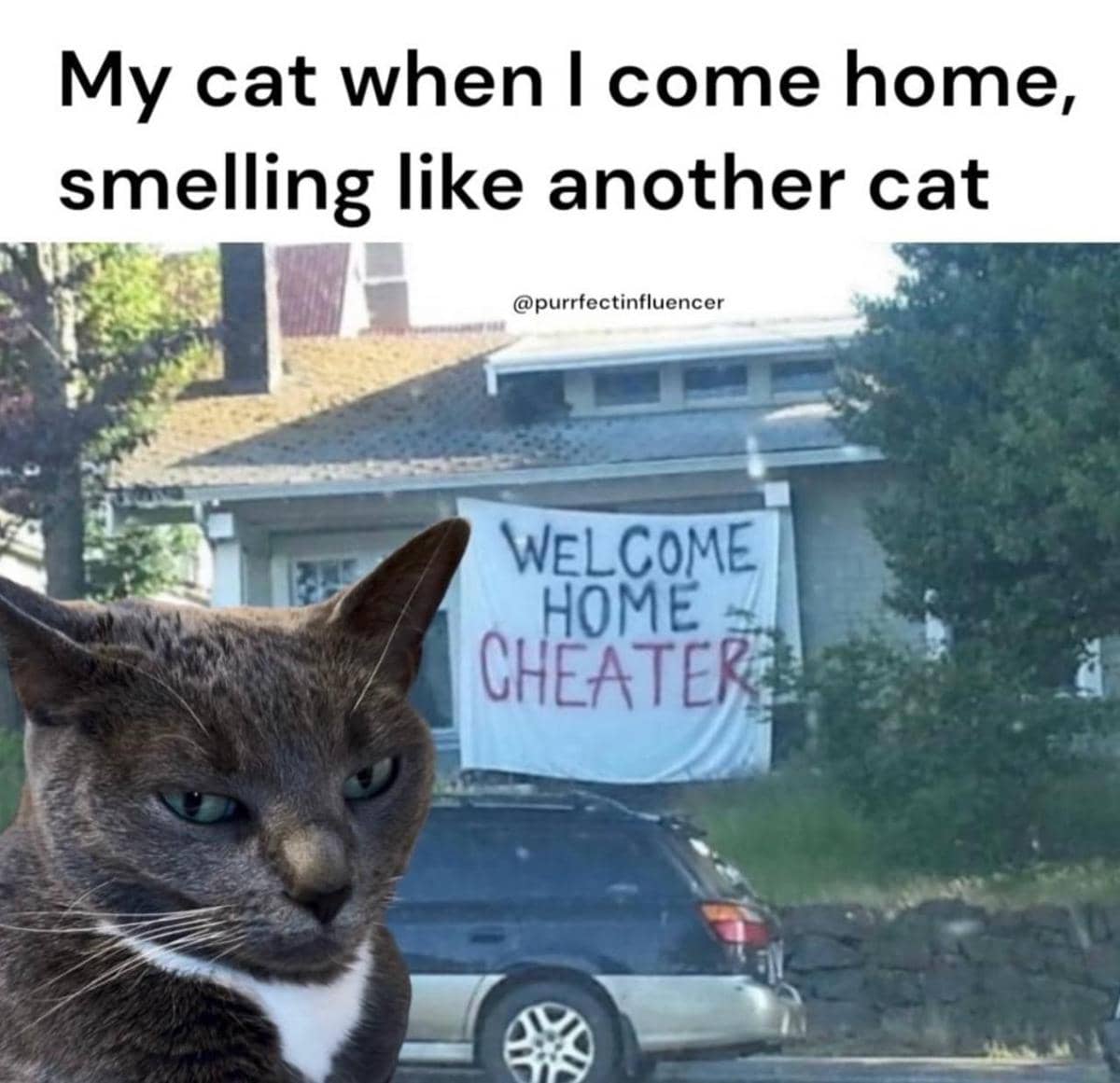 meme kucing tentang pengkhianatan