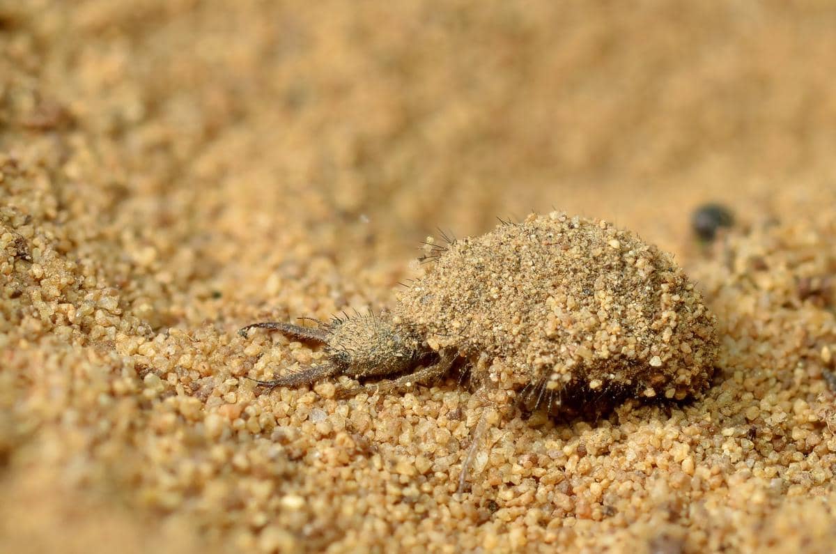Antlion 