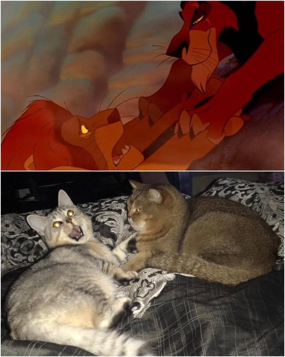 meme kucing tentang pengkhianatan