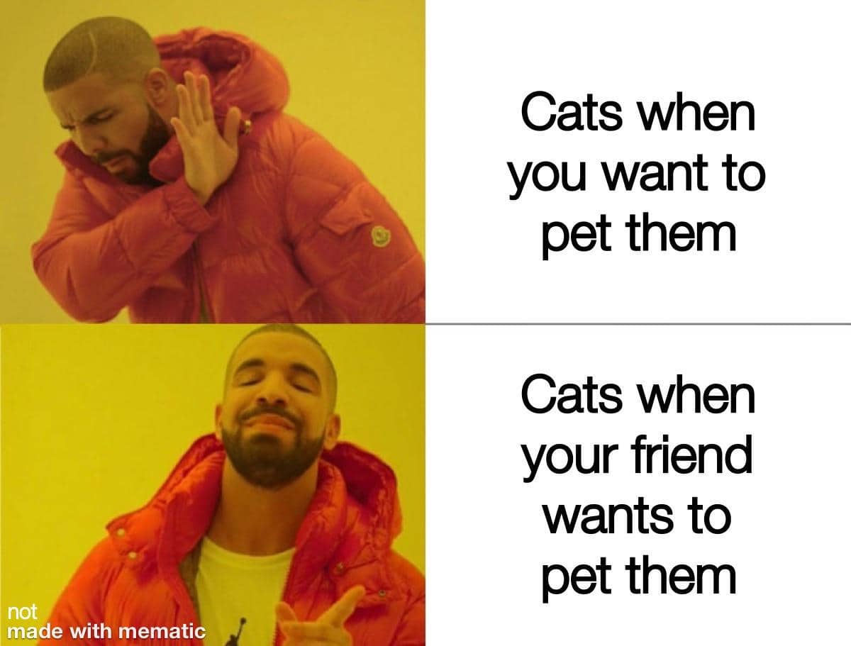 meme kucing tentang pengkhianatan