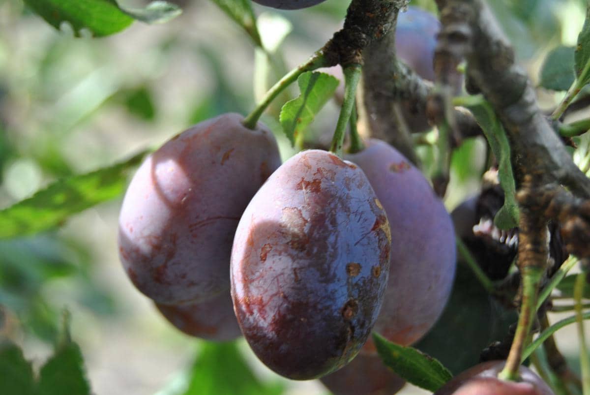 ilustrasi prune d'Agen