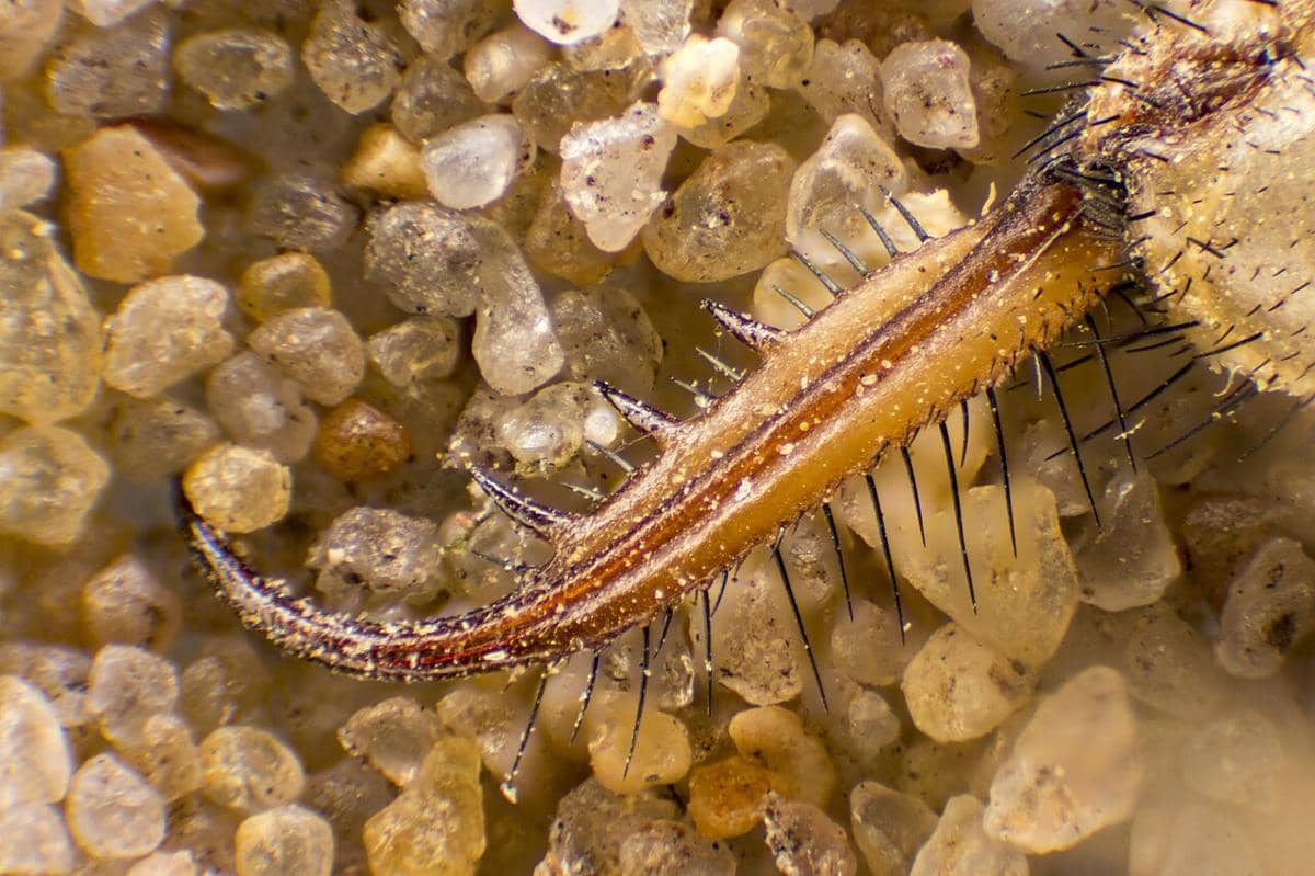 Rahang antlion