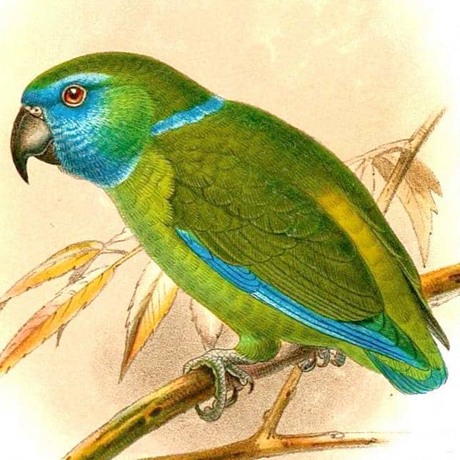 Ilustrasi subspesies intermedius memiliki wajah biru dan kalung biru terang.