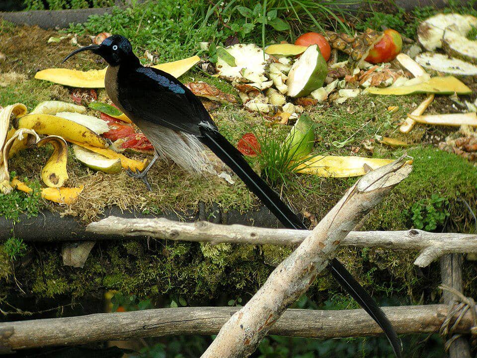 Burung Epimachus meyeri