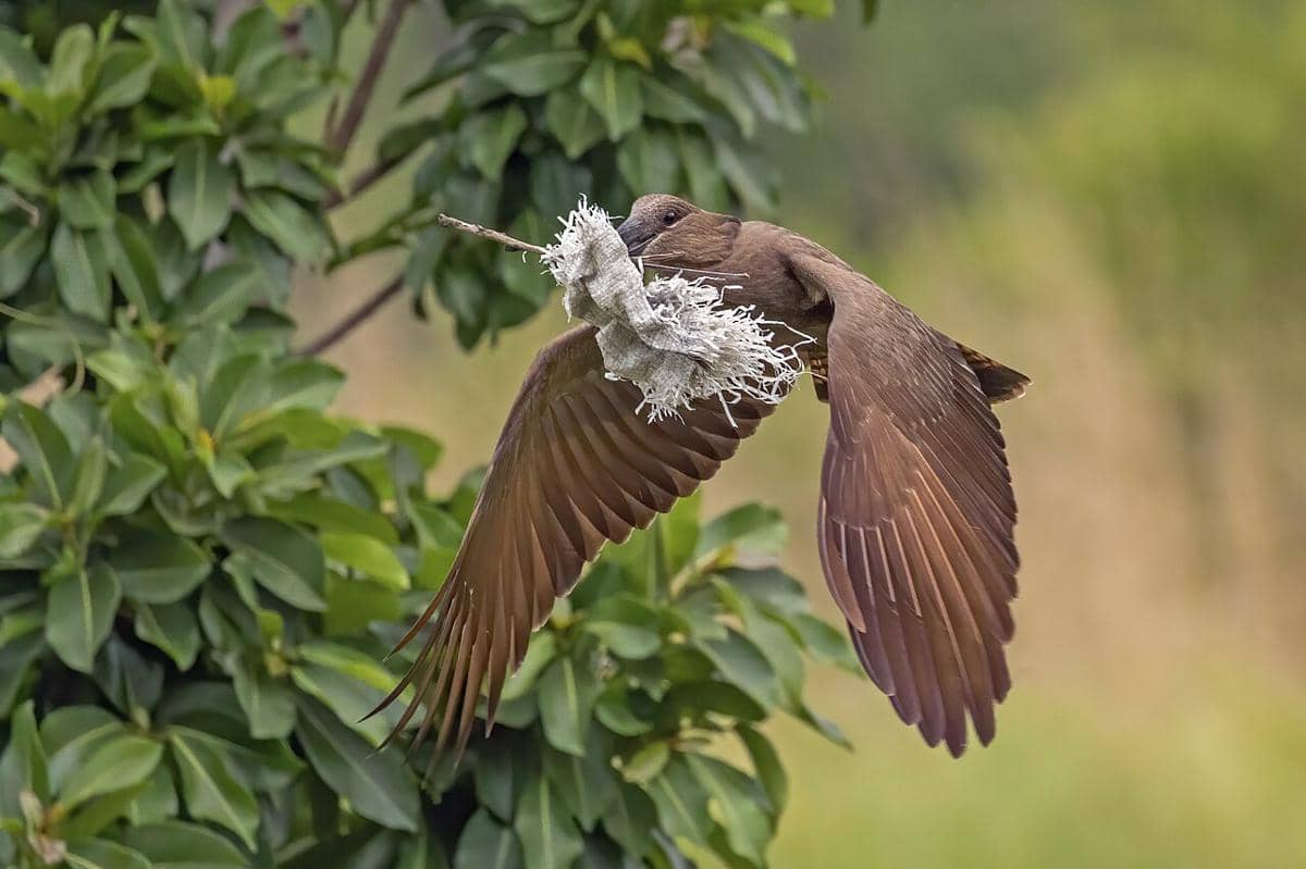 5 Fakta Hamerkop, Membangun Sarang Raksasa untuk Banyak Spesies Burung