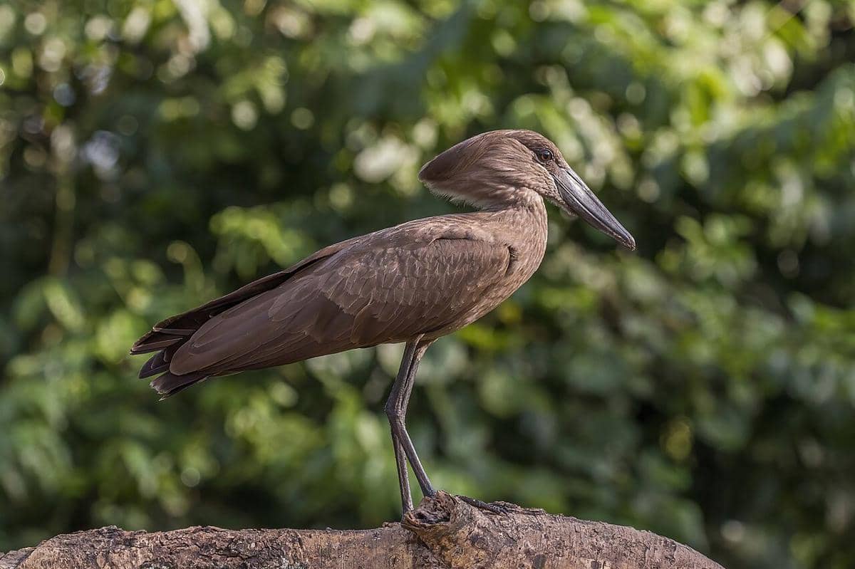 Burung hamerkop 