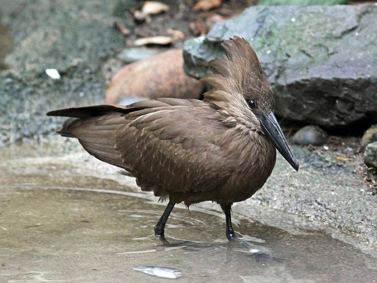 Burung hamerkop 