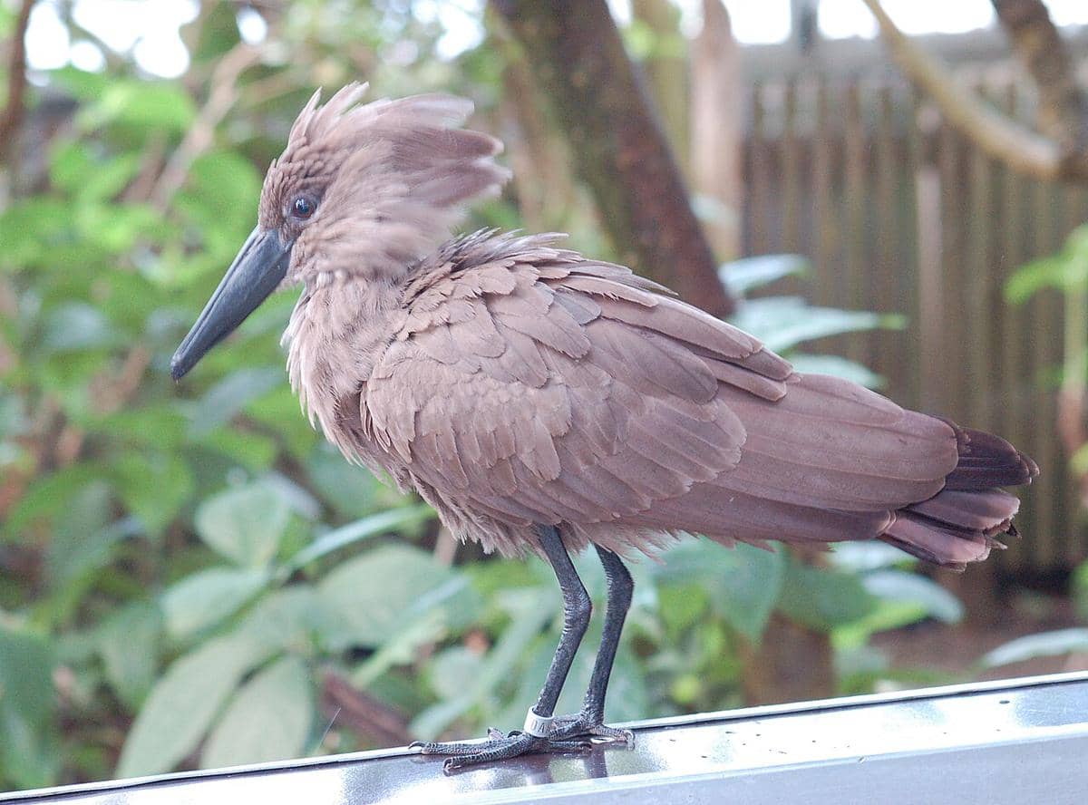 Burung hamerkop