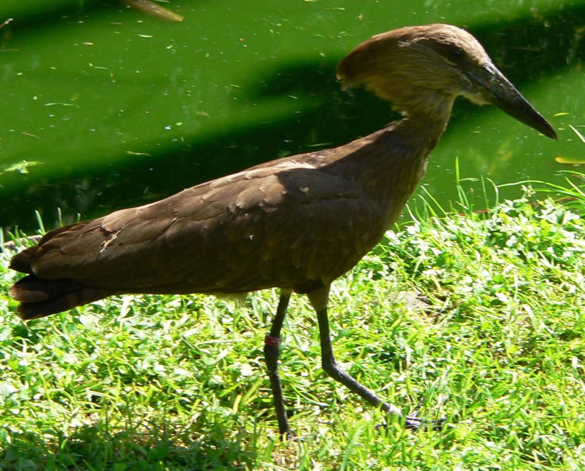 Burung hamerkop 